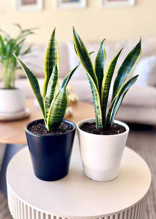 Sansevieria Laurentii S  (lengua de suegra)