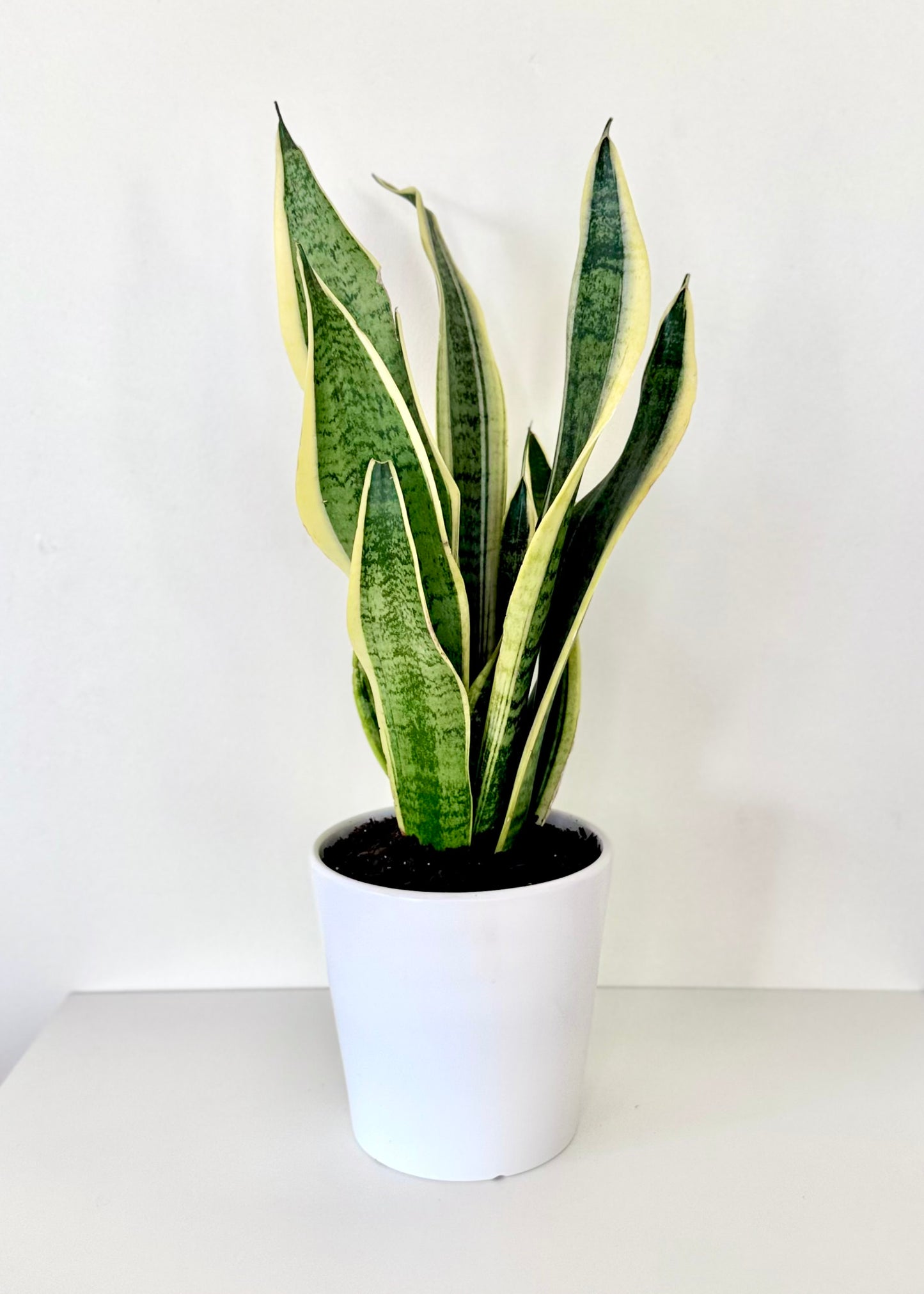 Sansevieria (lengua de suegra)