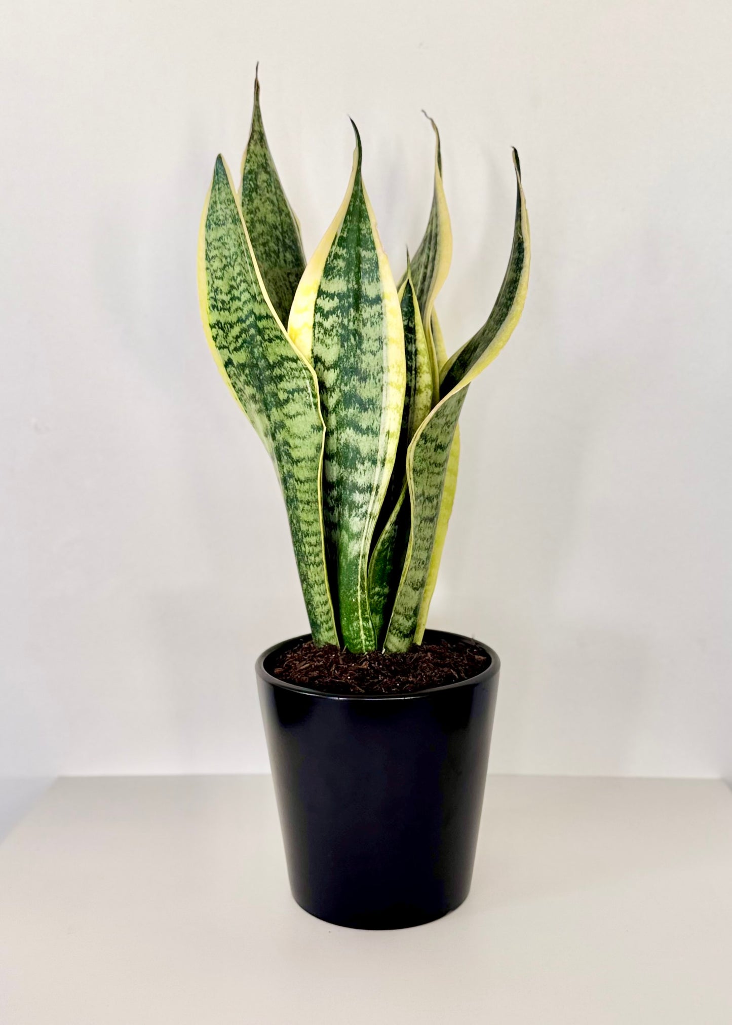 Sansevieria (lengua de suegra)