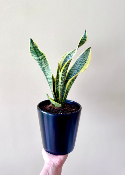 Sansevieria (lengua de suegra)
