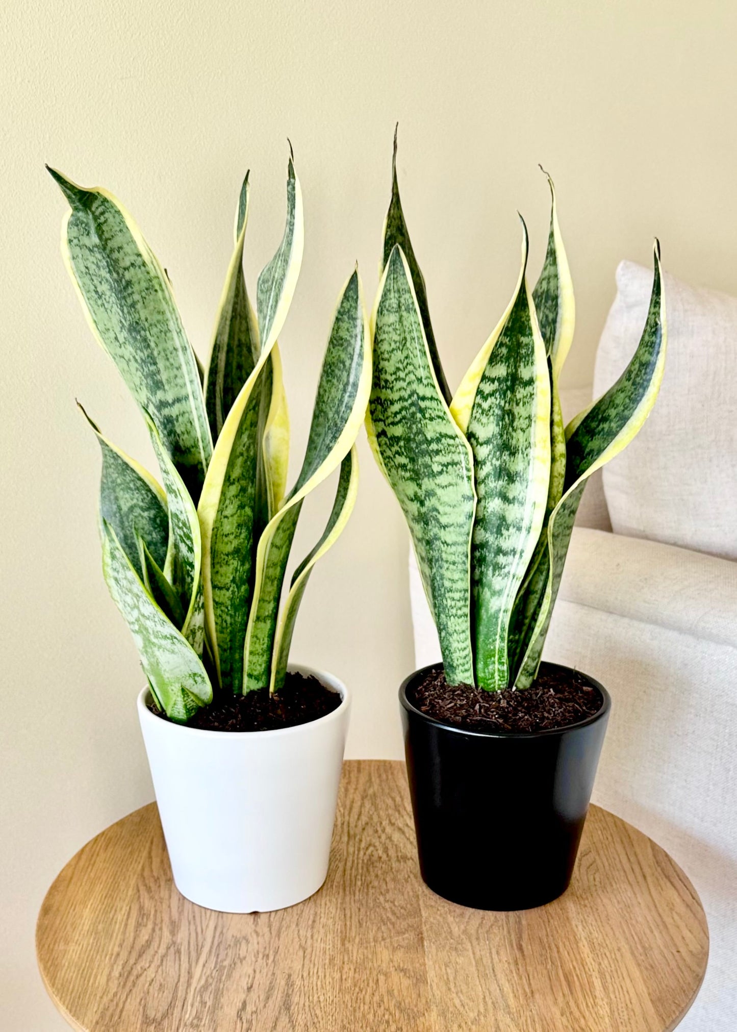Sansevieria (lengua de suegra)