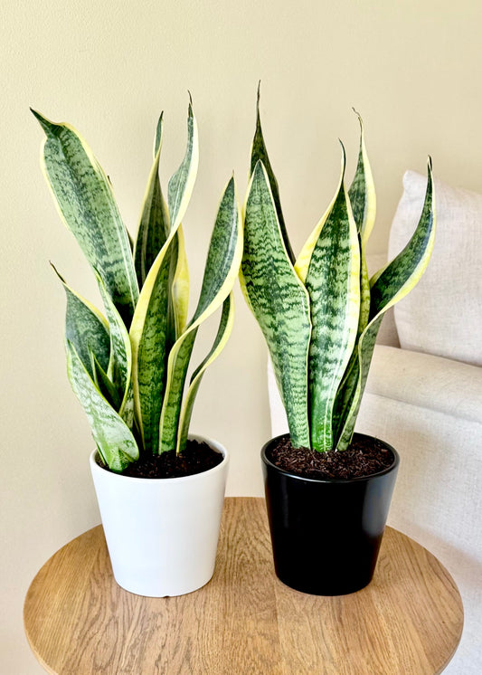 Sansevieria (lengua de suegra)