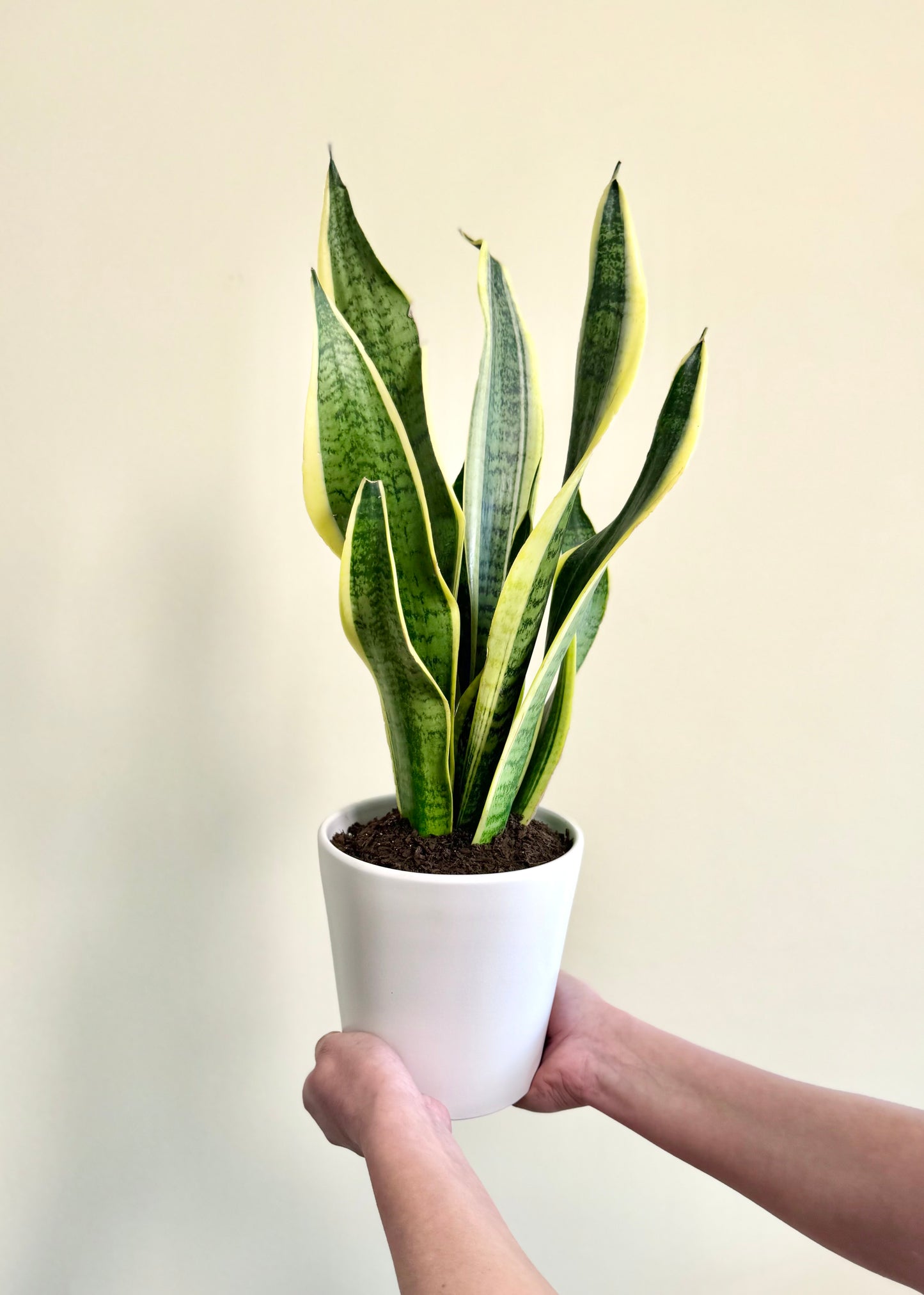 Sansevieria (lengua de suegra)