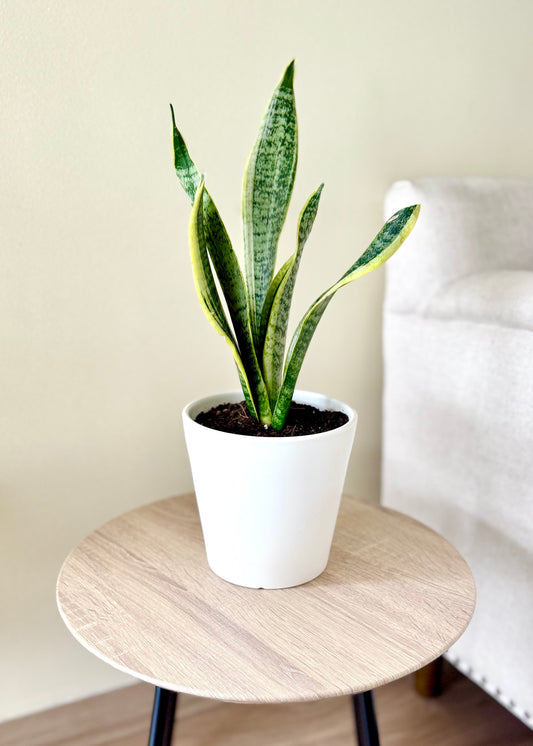 Sansevieria (lengua de suegra)