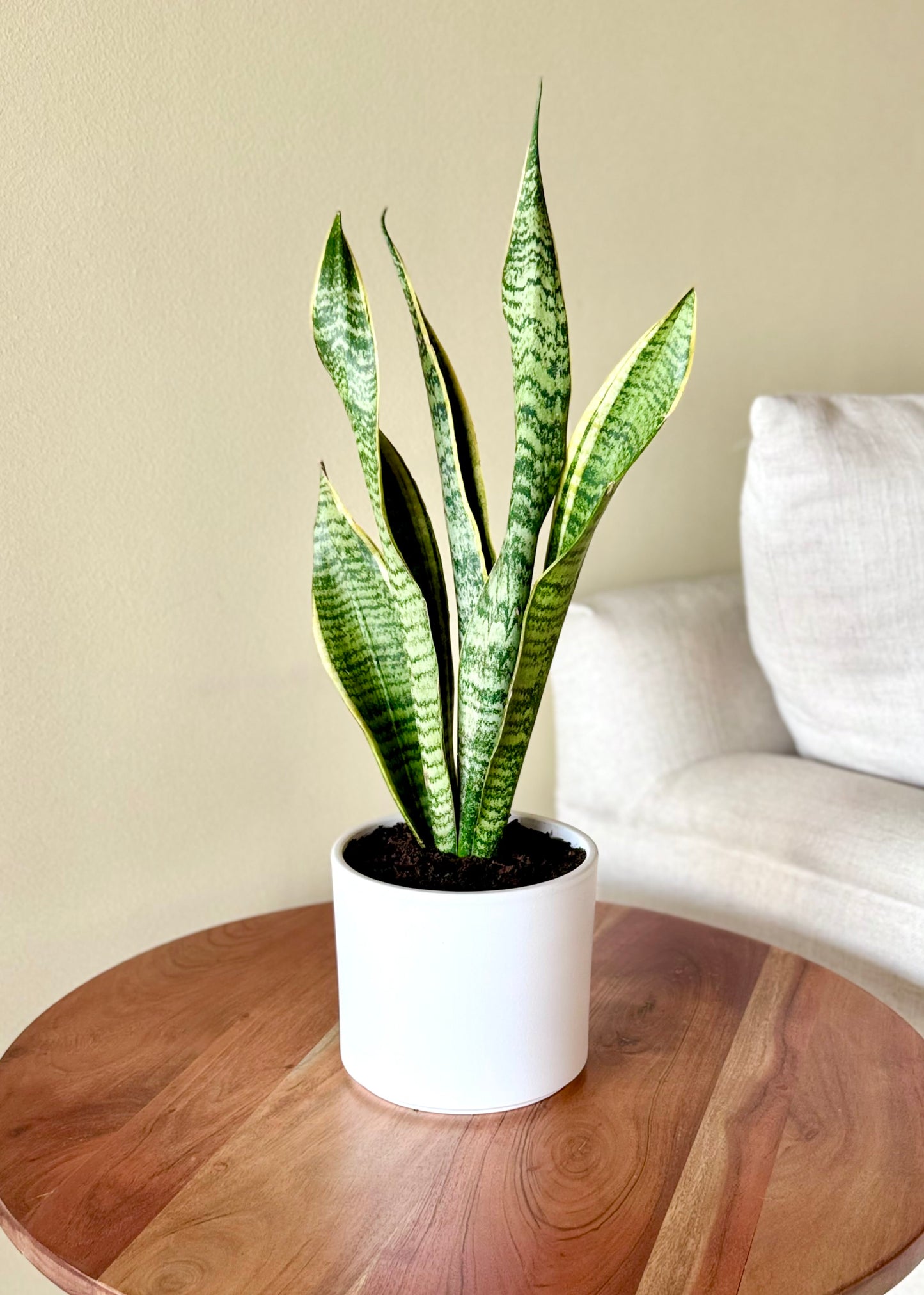 Sansevieria Laurentii (lengua de suegra)