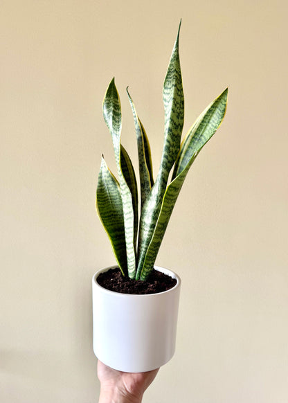 Sansevieria Laurentii (lengua de suegra)