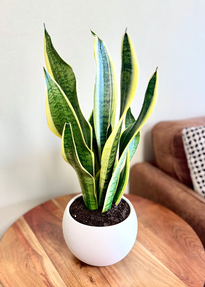 Sansevieria (lengua de suegra) en Esfera