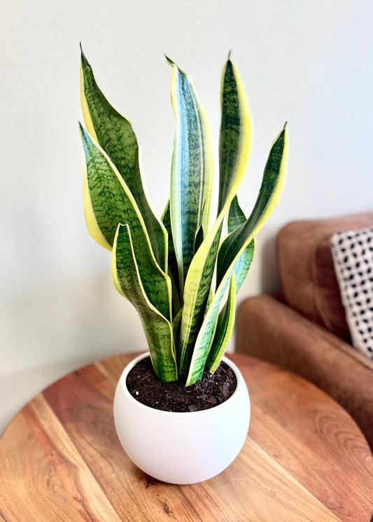 Sansevieria (lengua de suegra) en Esfera