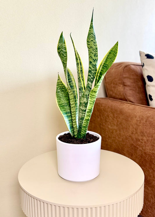 Sansevieria Laurentii (lengua de suegra)