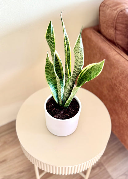 Sansevieria Laurentii (lengua de suegra)