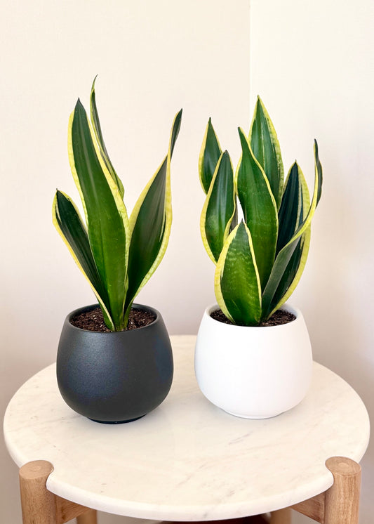 Sansevieria Black Gold (lengua de suegra)