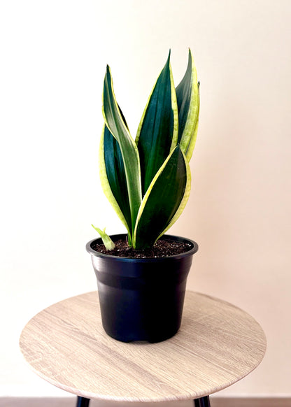 Sansevieria Black Gold (lengua de suegra)