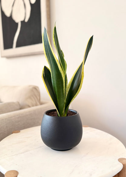 Sansevieria Black Gold (lengua de suegra)