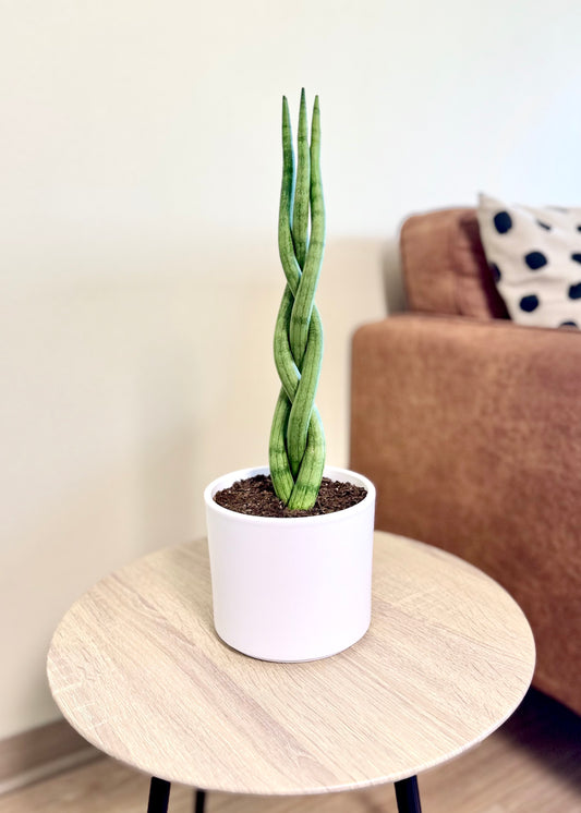 Sansevieria Cilíndrica (Tubular) Trenzada M