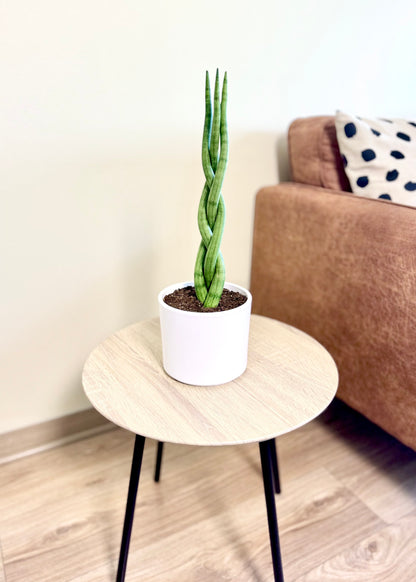 Sansevieria Cilíndrica (Tubular) Trenzada M