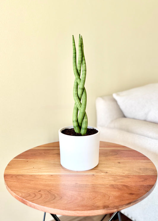 Sansevieria Cilíndrica (Tubular) Trenzada M