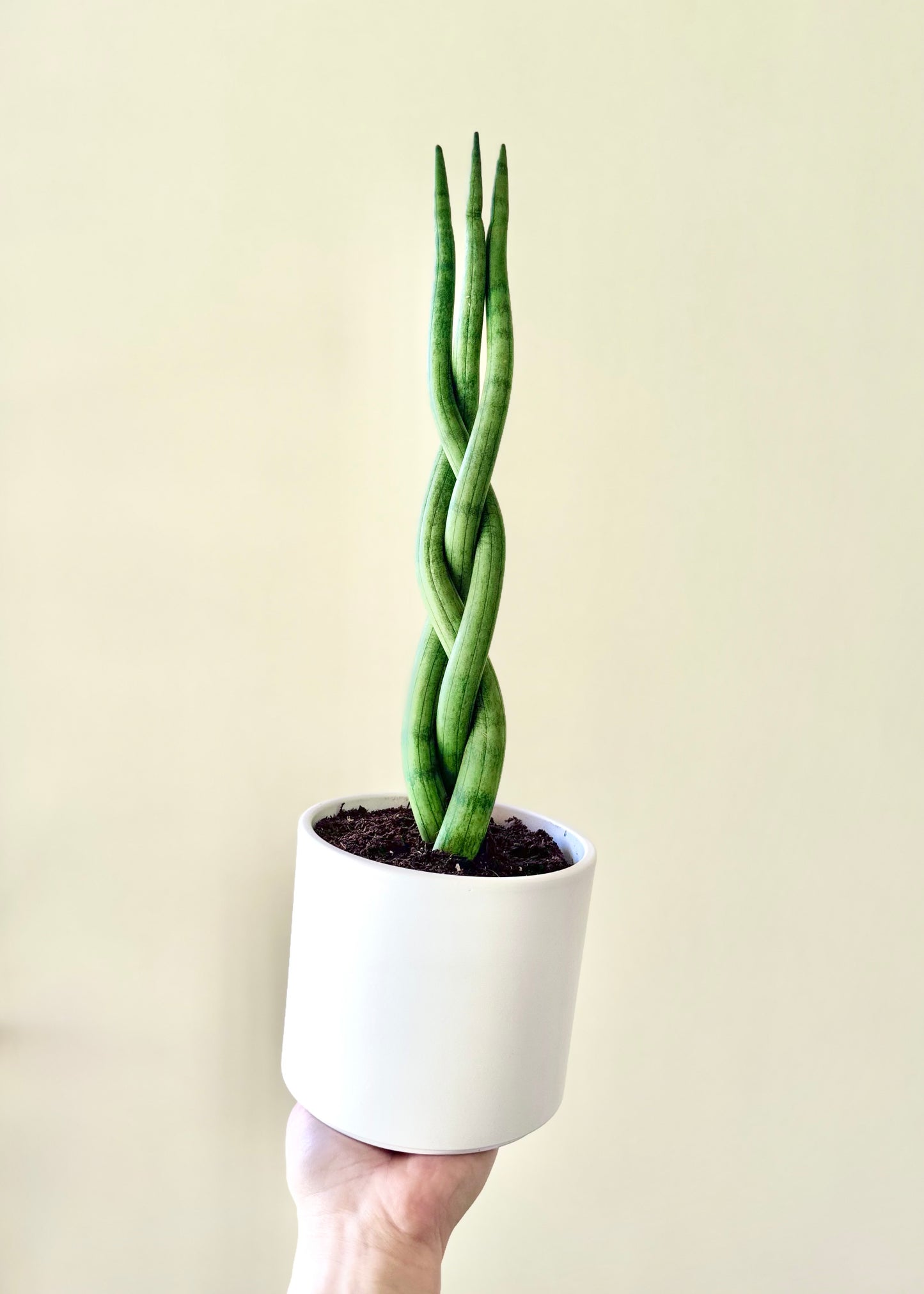 Sansevieria Cilíndrica (Tubular) Trenzada M