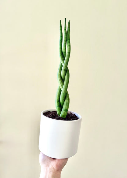 Sansevieria Cilíndrica (Tubular) Trenzada M