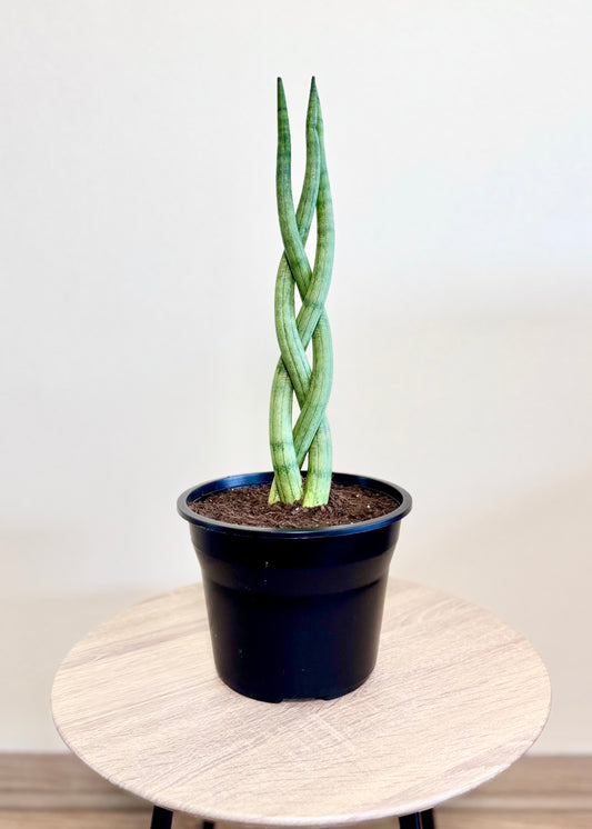 Sansevieria Cilíndrica (Tubular) Trenzada – Plástico del vivero
