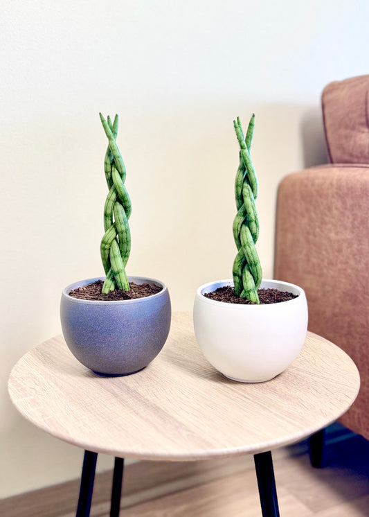 Mini Sansevieria Cilíndrica (Tubular) Trenzada