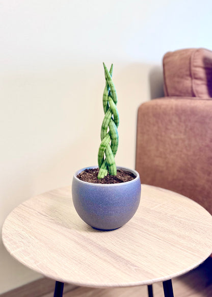 Mini Sansevieria Cilíndrica (Tubular) Trenzada