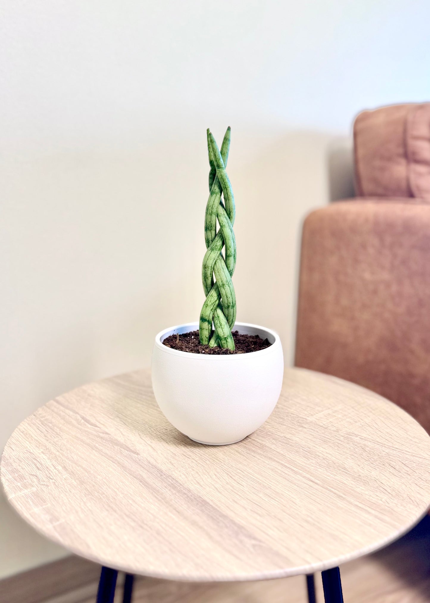 Mini Sansevieria Cilíndrica (Tubular) Trenzada