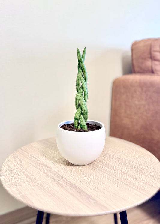 Mini Sansevieria Cilíndrica (Tubular) Trenzada