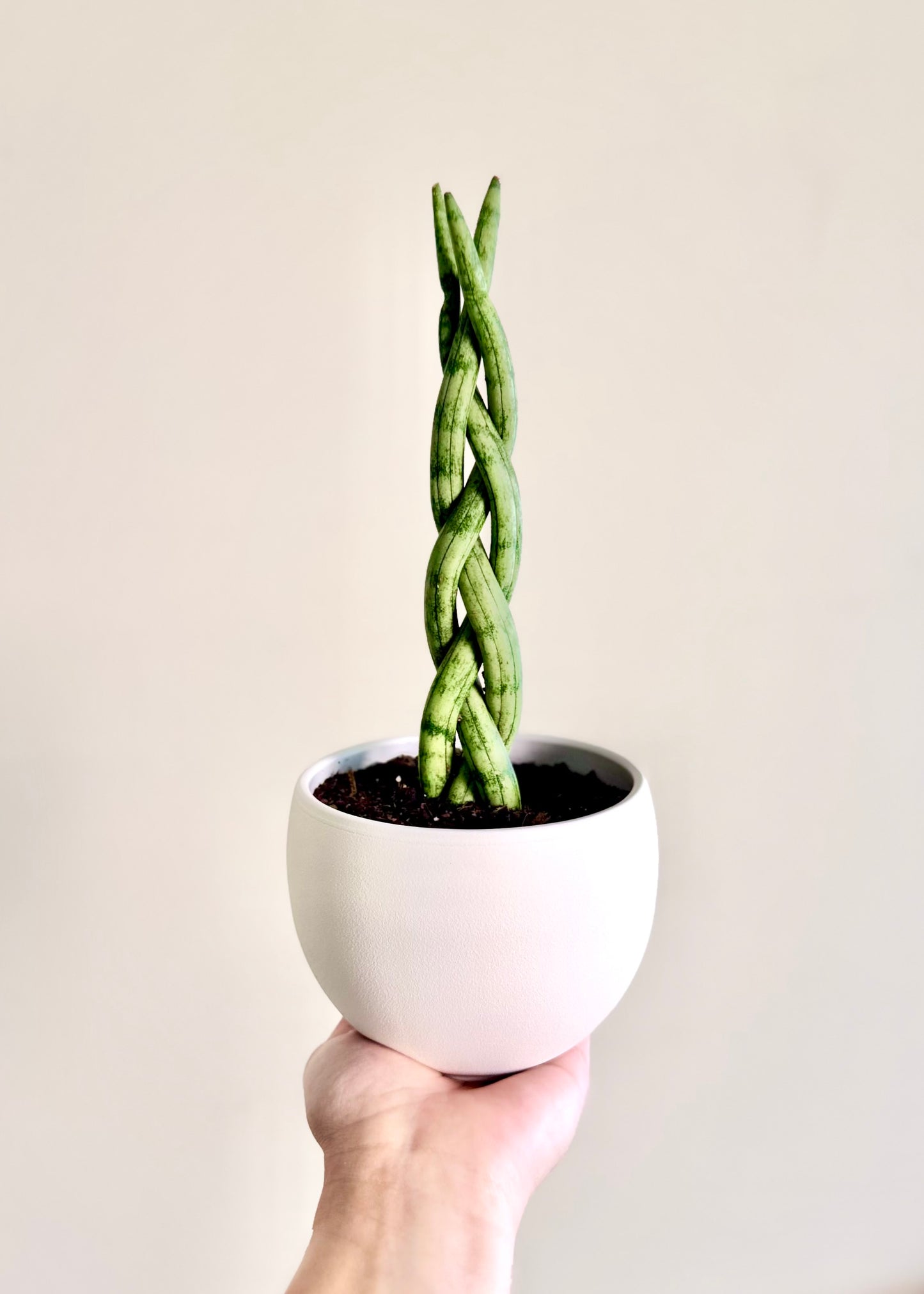 Mini Sansevieria Cilíndrica (Tubular) Trenzada