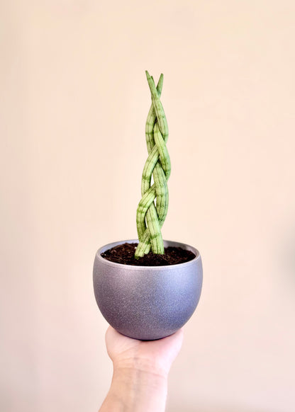 Mini Sansevieria Cilíndrica (Tubular) Trenzada