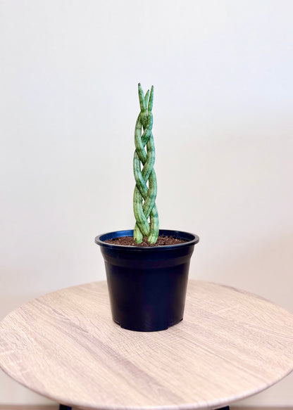 Mini Sansevieria Cilíndrica (Tubular) Trenzada