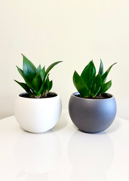Sansevieria Hahnii Jade