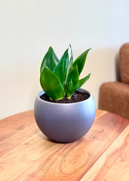 Sansevieria Hahnii Jade