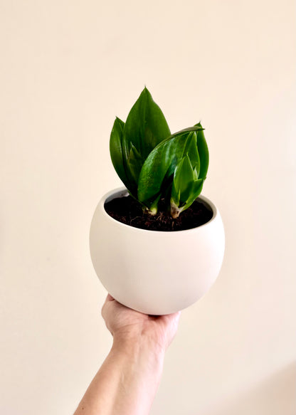 Sansevieria Hahnii Jade