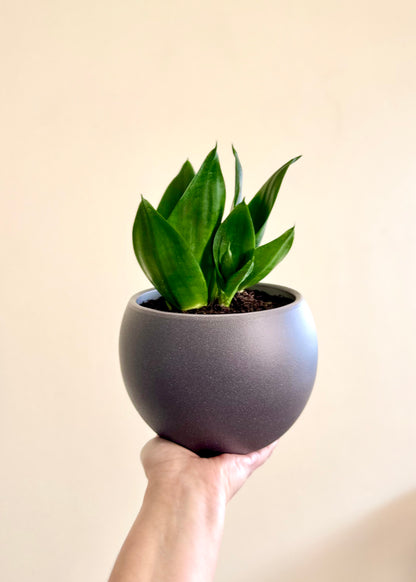Sansevieria Hahnii Jade