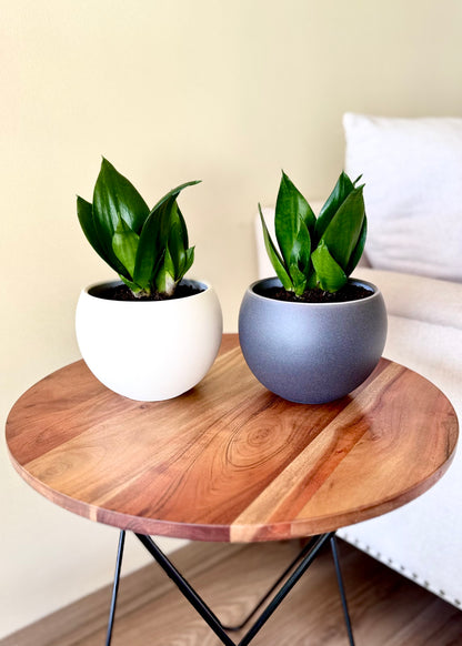 Sansevieria Hahnii Jade