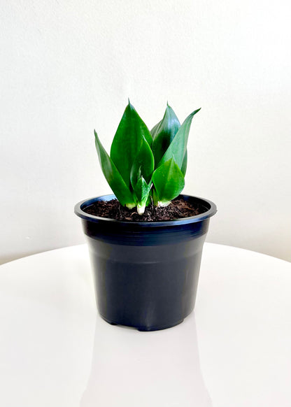 Sansevieria Hahnii Jade