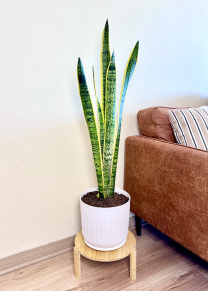 Sansevieria Laurentii XL (lengua de suegra)
