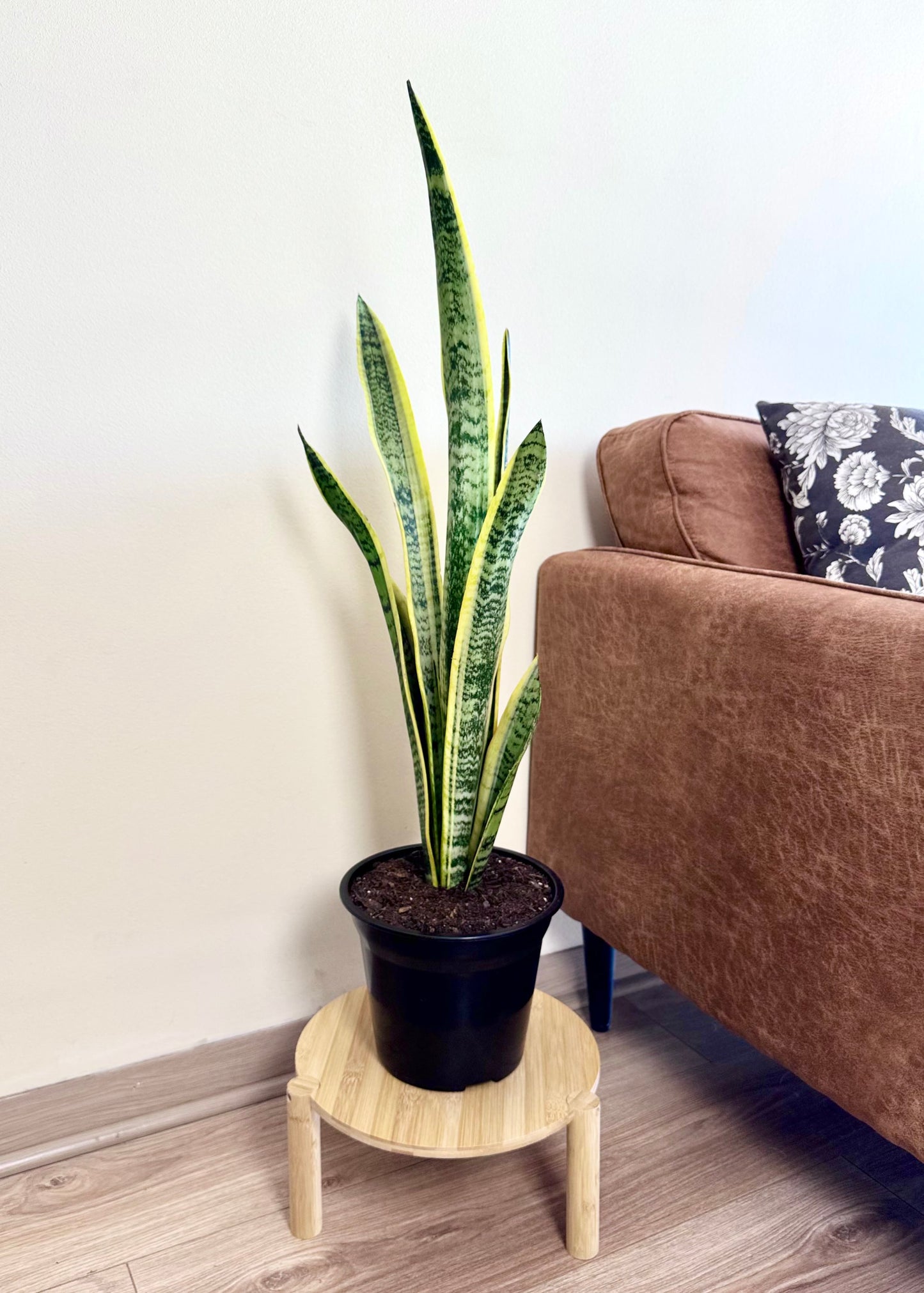 Sansevieria Laurentii XL (lengua de suegra)