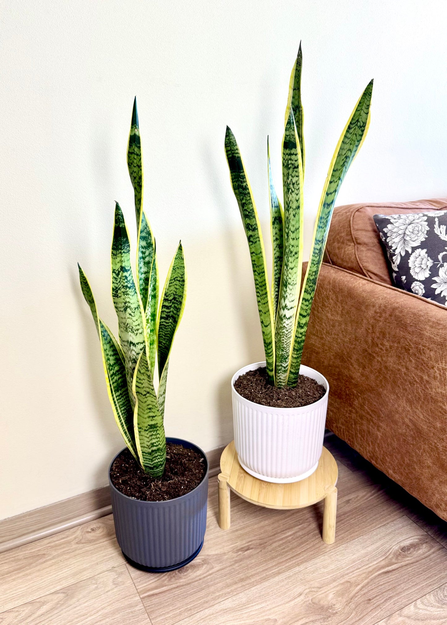 Sansevieria Laurentii XL (lengua de suegra)