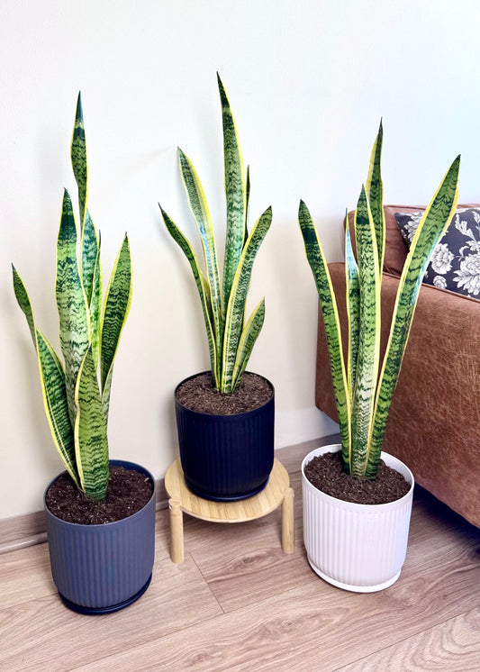 Sansevieria Laurentii XL (lengua de suegra)