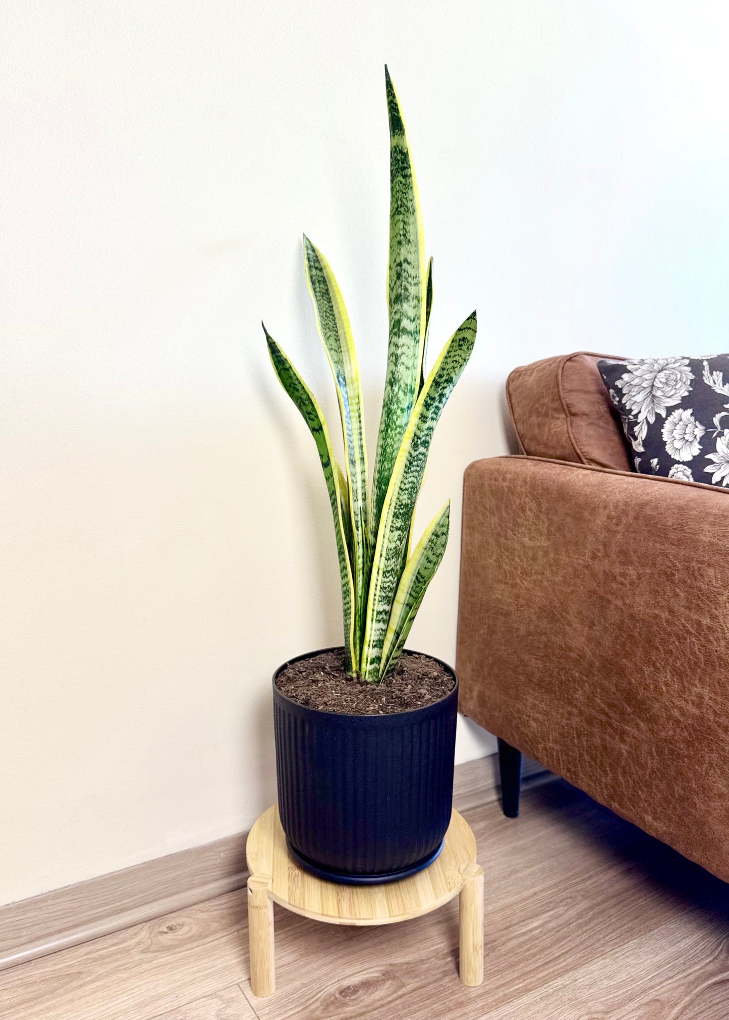 Sansevieria Laurentii XL (lengua de suegra)