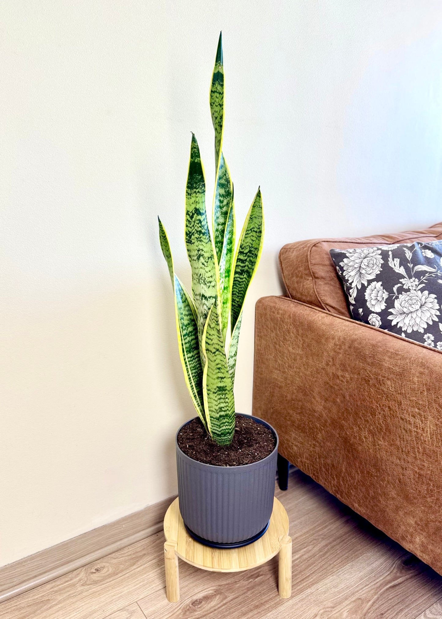 Sansevieria Laurentii XL (lengua de suegra)