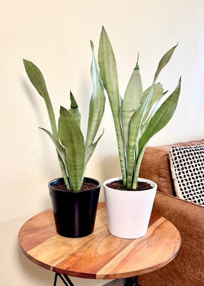 Sansevieria Moonshine