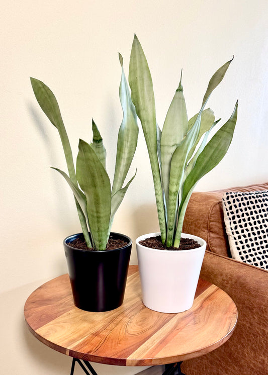 Sansevieria Moonshine