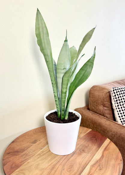 Sansevieria Moonshine