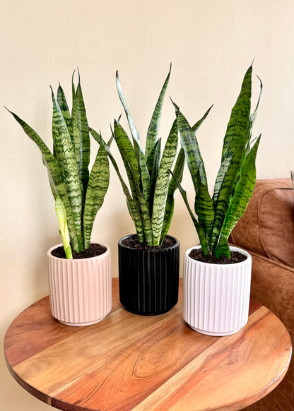 Sansevieria Zeylanica (lengua de suegra)