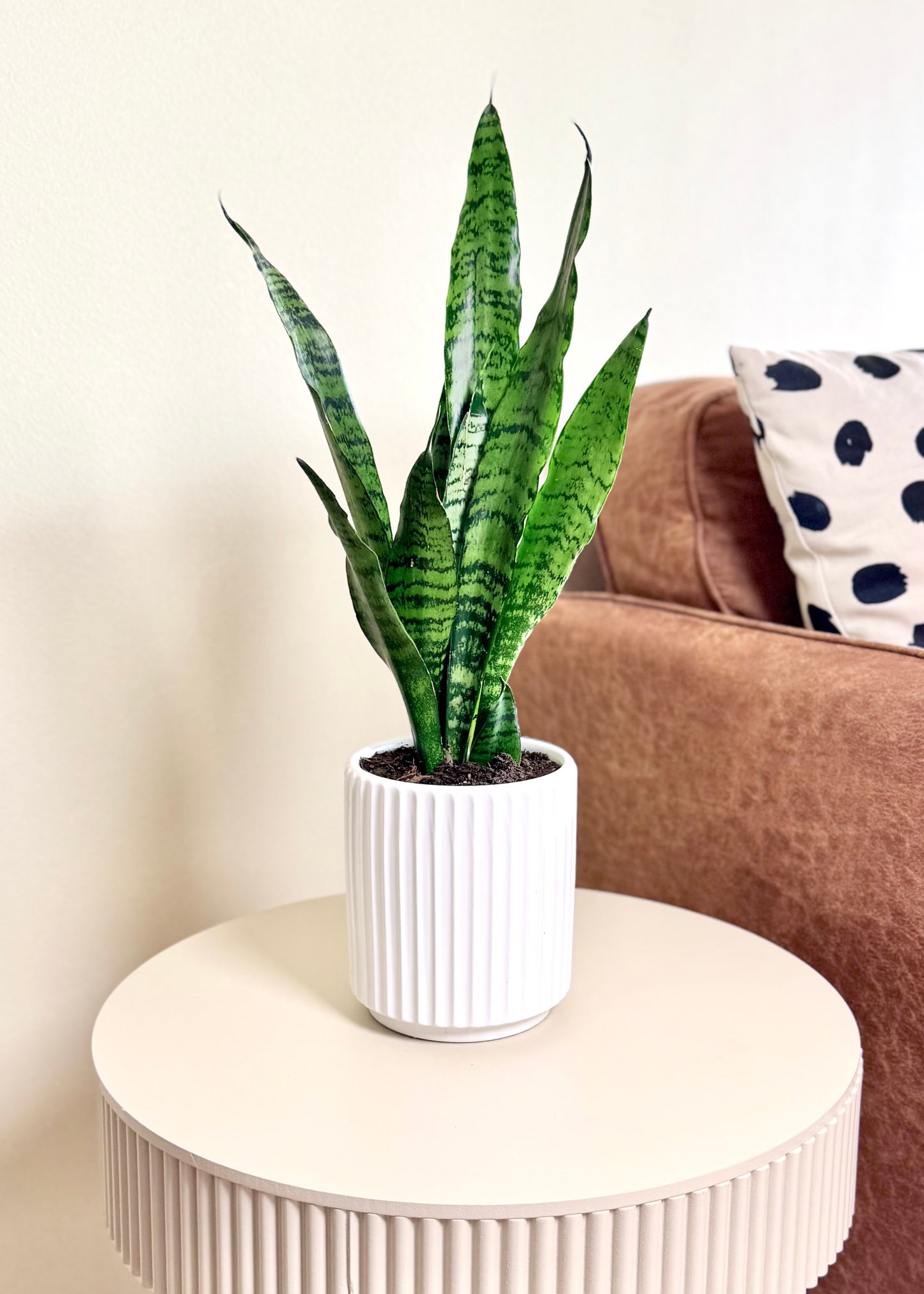 Sansevieria Zeylanica (lengua de suegra)