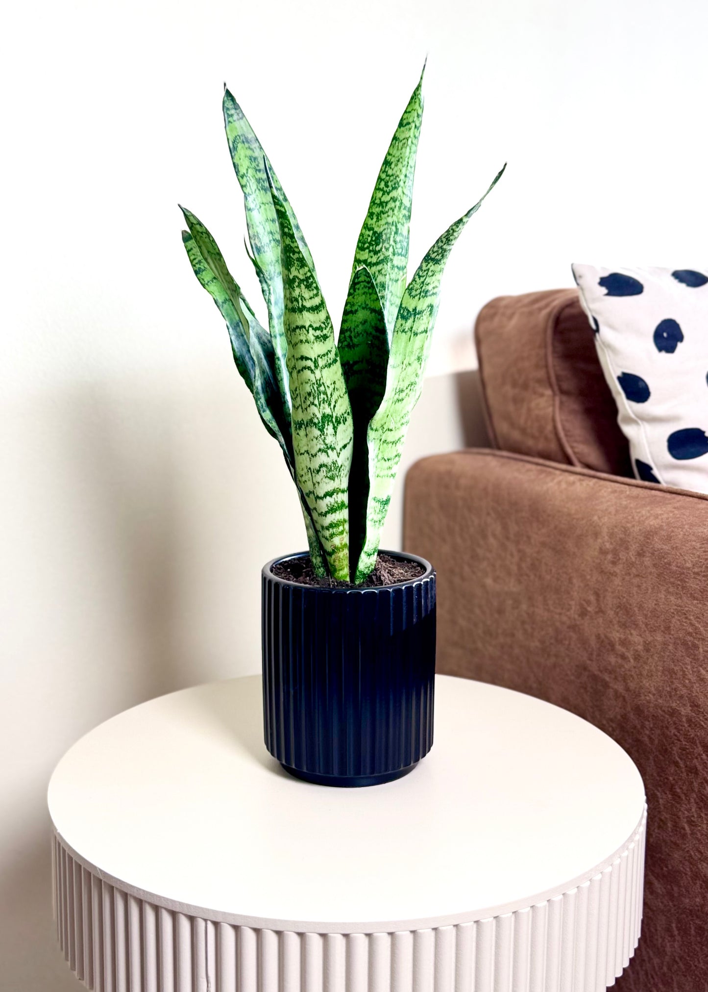 Sansevieria Zeylanica (lengua de suegra)