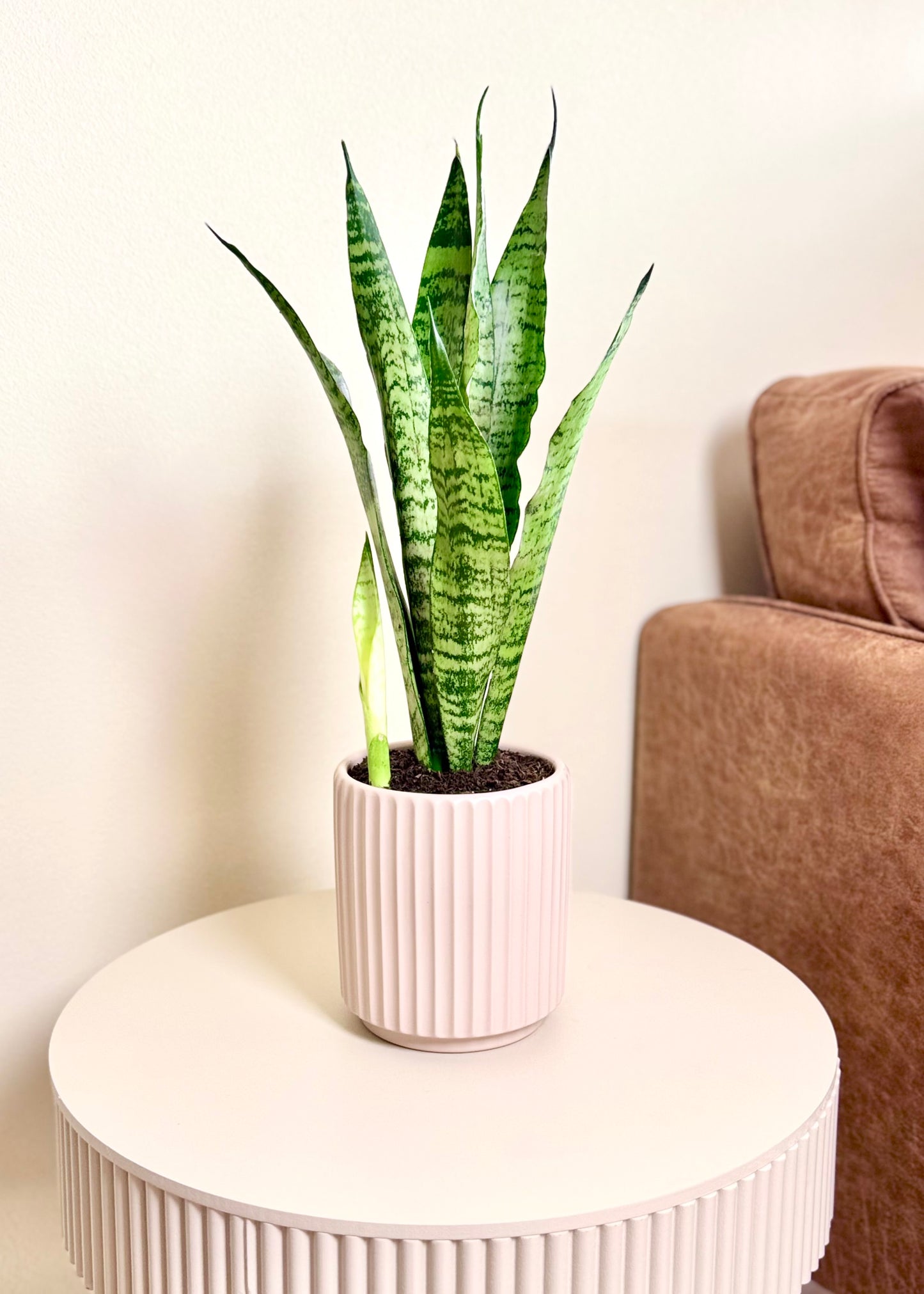 Sansevieria Zeylanica (lengua de suegra)