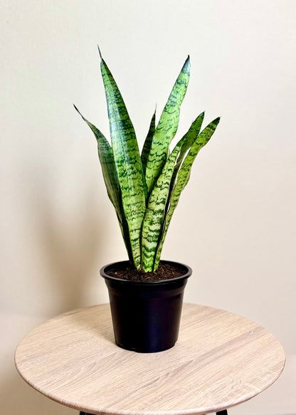 Sansevieria Zeylanica (lengua de suegra)